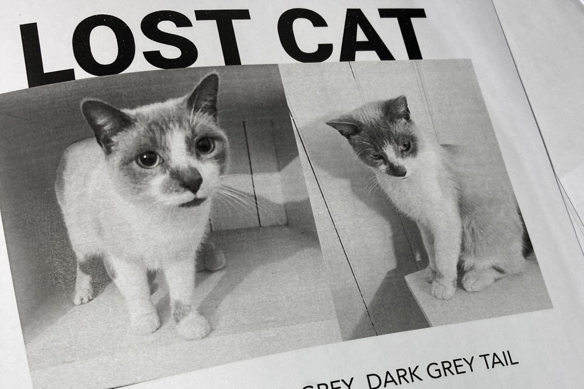 Cat Dante Lost Cat Poster