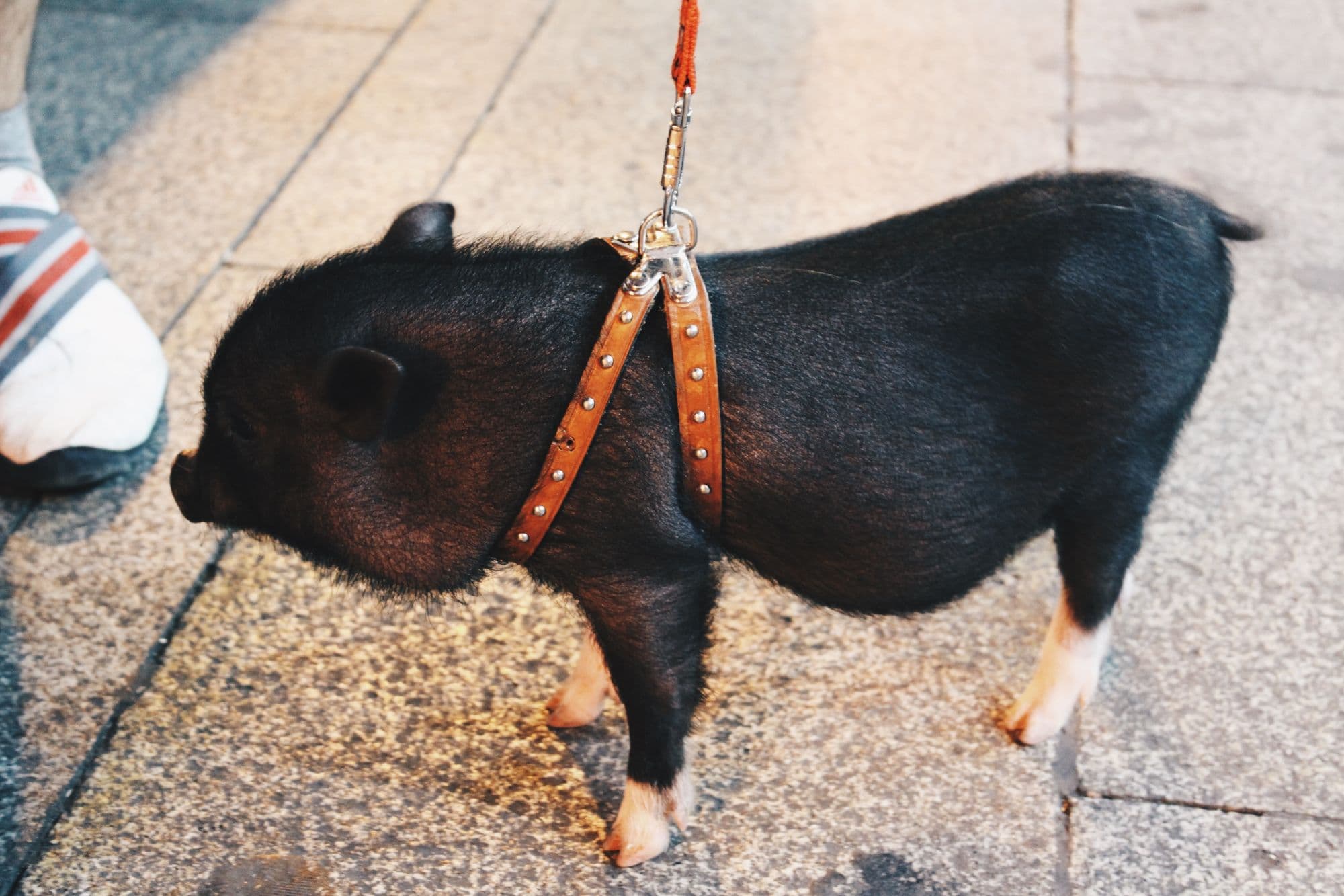 Madrid pet pig