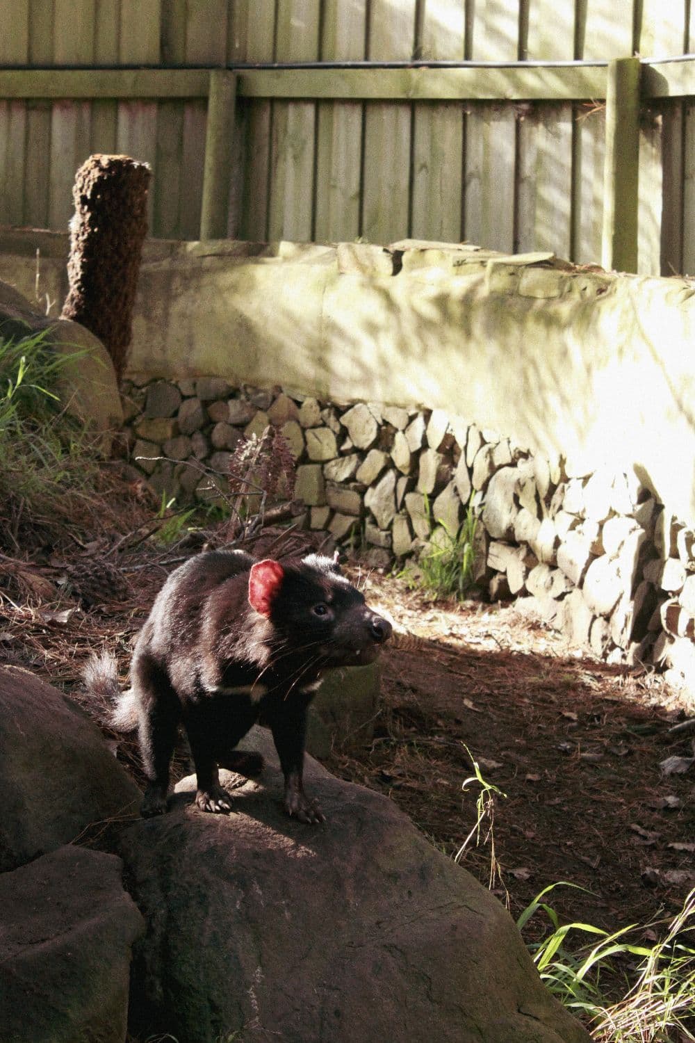 Tasmanian Devil