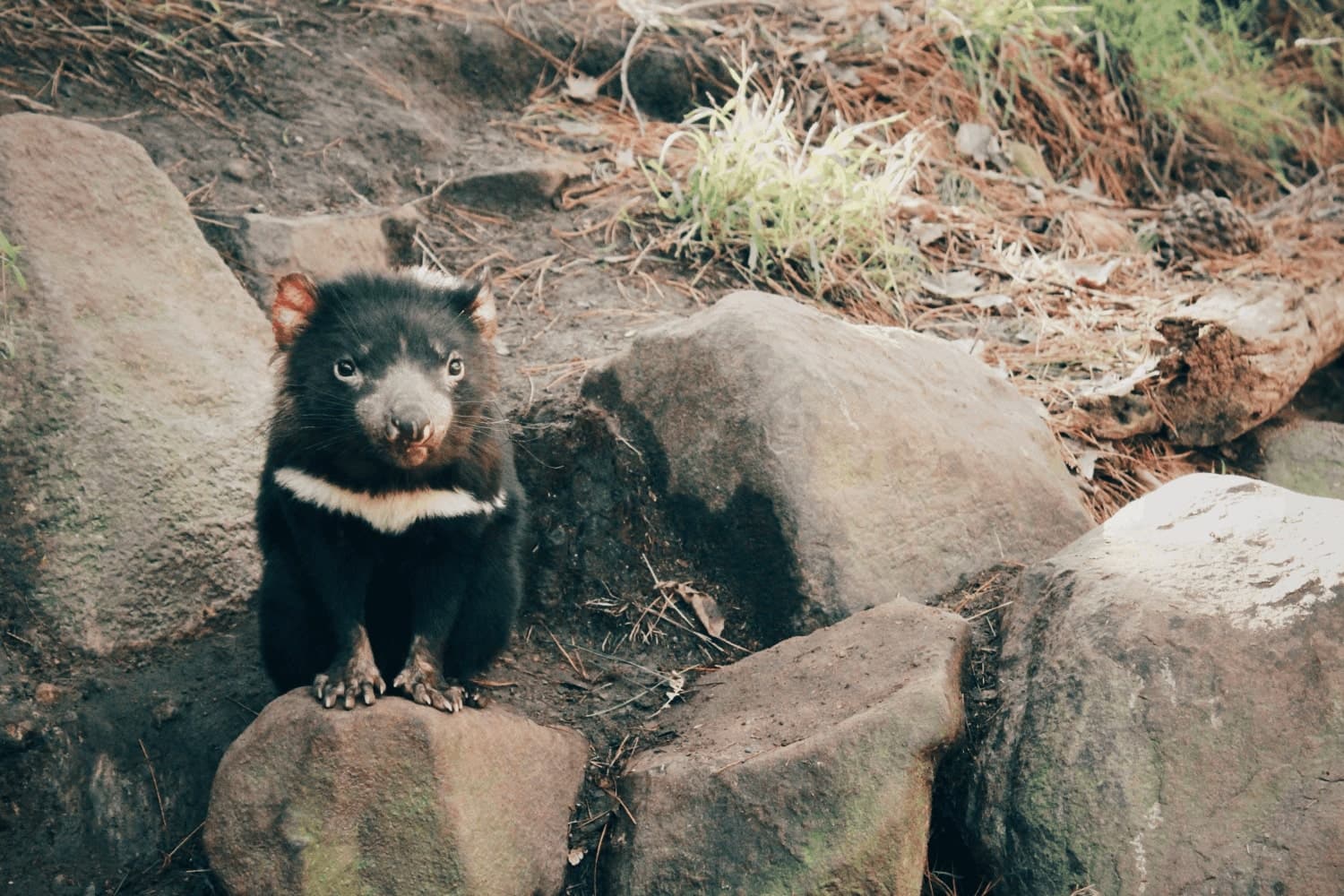 Tasmanian Devil