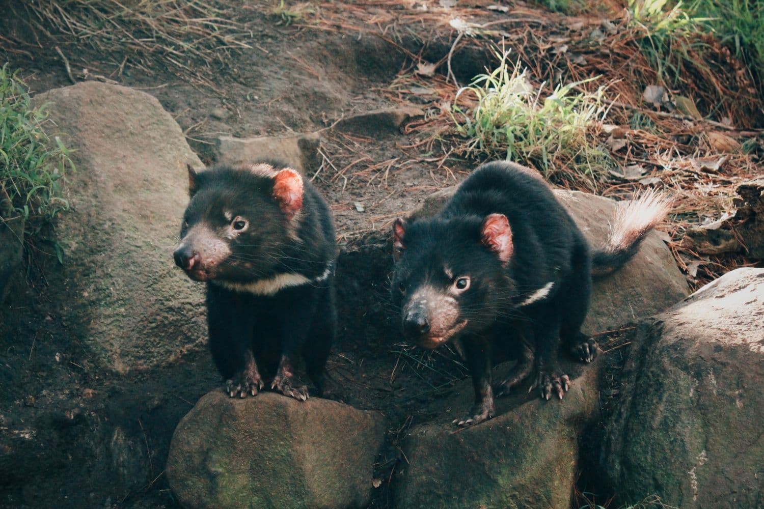 Tasmanian Devil